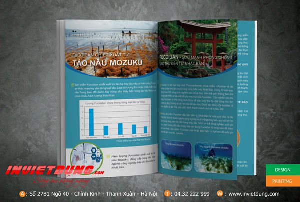 Mẫu catalouge Fucoidan, Mẫu catalogue giới thiệu sản phẩm đẹp ấn tượng